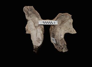 Restos fósiles de bebé mamut