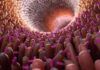Buscan bacterias del intestino que podrían tener resistencia a antibióticos