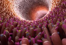 Buscan bacterias del intestino que podrían tener resistencia a antibióticos