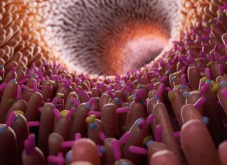Buscan bacterias del intestino que podrían tener resistencia a antibióticos
