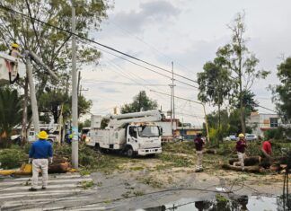 Atienden Cuerpos de Emergencia Caída de árboles en Ojo de Agua; sin lesionados