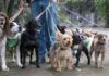 Cuidado de mascotas… ¡YA!
