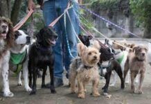 Cuidado de mascotas… ¡YA!