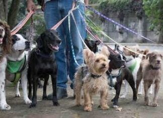 Cuidado de mascotas… ¡YA!