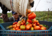 México rechazó “injusta” imposición de aranceles al jitomate por parte de EU