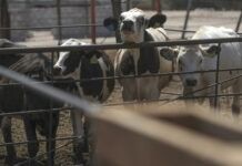 CNA confió en reapertura a «corto plazo» de exportaciones de ganado a EU
