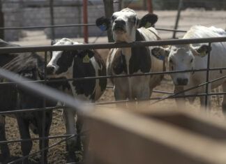 CNA confió en reapertura a «corto plazo» de exportaciones de ganado a EU