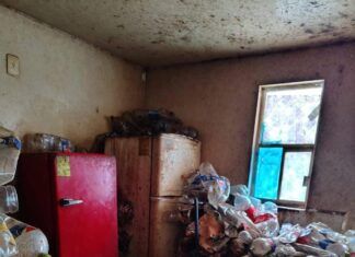 Rescata Gobierno de Tecámac 90 Gatos de una Vivienda