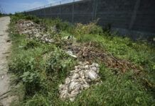 Muerte masiva de especies acuáticas agrava crisis en zona Diamante de Acapulco
