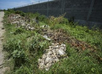Muerte masiva de especies acuáticas agrava crisis en zona Diamante de Acapulco