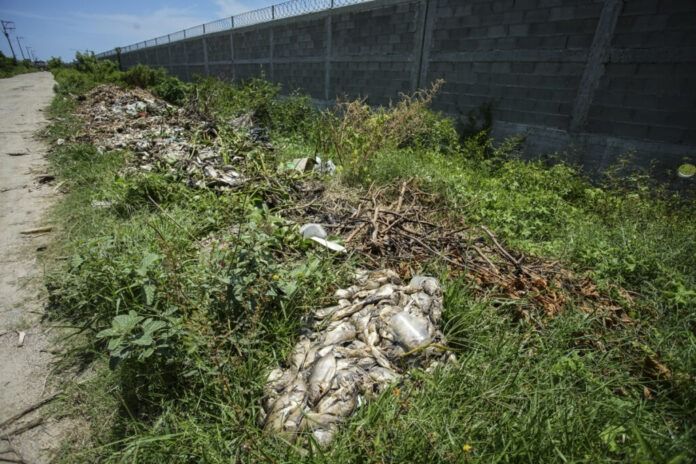 Muerte masiva de peces agrava crisis en Laguna de Tres Palos, en el mexicano Acapulco