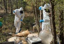 Autoridades federales aseguraron más de 140 mdp en drogas en Sonora y Sinaloa