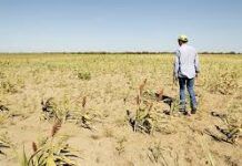 4T, ¡destruye el campo!