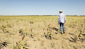 4T, ¡destruye el campo!