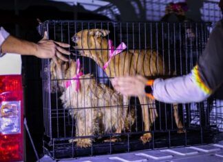 Crueldad y represión