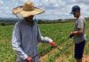 De la Ciudad / ¡Círculo vicioso frente a importaciones de alimentos!