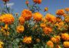 Campos de Cempasúchil Tiñen de Naranja a Tecámac para el Día de Muertos