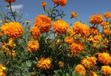 Campos de Cempasúchil Tiñen de Naranja a Tecámac para el Día de Muertos