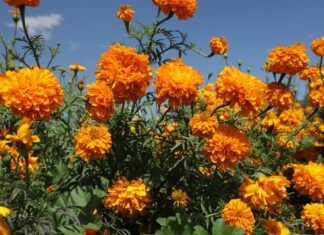 Campos de Cempasúchil Tiñen de Naranja a Tecámac para el Día de Muertos
