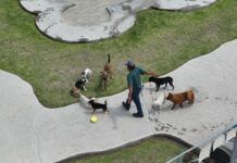 El Parque Canino, con Gran Aceptación Entre los Tecamaquenses