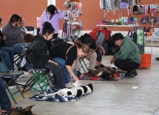 Ha Esterilizado Gobierno de Tecámac Cerca de Diez mil Perros y Gatos en Este año