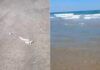 Hallan basura espacial en Playa Bagdad, Tamaulipas