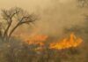 Desastres por incendios forestales aumentan en frecuencia y costo a nivel mundial