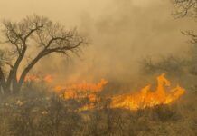 Desastres por incendios forestales aumentan en frecuencia y costo a nivel mundial