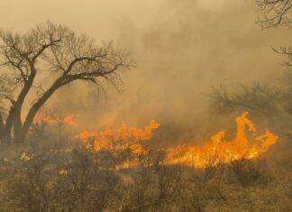 Desastres por incendios forestales aumentan en frecuencia y costo a nivel mundial