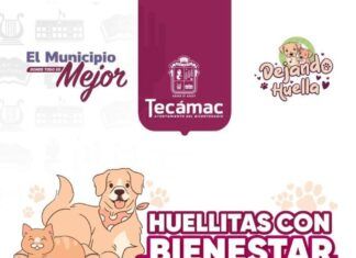 Arranca en Tecámac Este Sábado “Huellitas con Bienestar”; Darán Atención Gratuita para Perros y Gatos