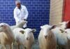 México inicia nueva era de biotecnología animal tras su primer borrego clonado