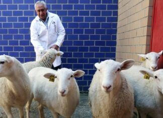 México inicia nueva era de biotecnología animal tras su primer borrego clonado