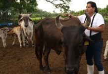 Agricultura busca extender emergencia por plaga de gusano barrenador del ganado