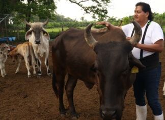 Agricultura busca extender emergencia por plaga de gusano barrenador del ganado