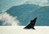 Espectacular avistamiento de Ballenas en Nayarit