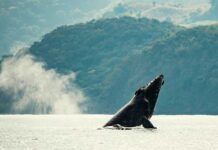 Espectacular avistamiento de Ballenas en Nayarit