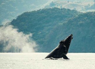 Espectacular avistamiento de Ballenas en Nayarit