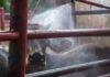 Gobierno mexicano trabaja con ganaderos para reforzar lucha contra el gusano barrenador