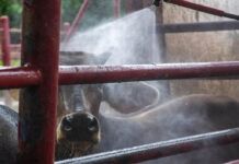 Gobierno mexicano trabaja con ganaderos para reforzar lucha contra el gusano barrenador