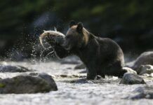 Estudio apunta a que los osos adaptan su dieta a los cambios climáticos globales
