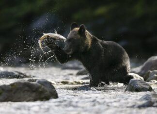 Estudio apunta a que los osos adaptan su dieta a los cambios climáticos globales