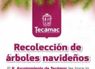 Gobierno de la alcaldesa Rosi Wong refrenda su compromiso con el medio ambiente mediante la recolección y reciclaje de árboles naturales de navidad
