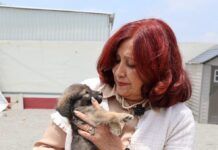 Alcaldesa Rosi Wong impulsa una politica de respeto y bienestar para los sintientes en Tecámac
