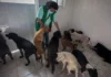 Palabras Más / ¿Animalistas?