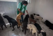 Palabras Más / ¿Animalistas?