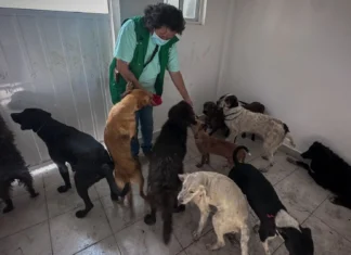 Palabras Más / ¿Animalistas?