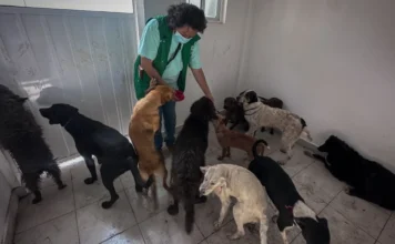 Palabras Más / ¿Animalistas?
