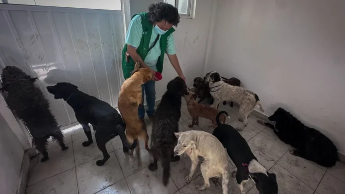 albergue-ajusco-perros-franciscano