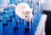 Científicos españoles eliminan, por primera vez, el cáncer de páncreas en ratones