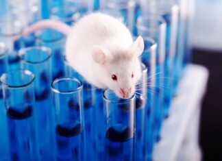 Científicos españoles eliminan, por primera vez, el cáncer de páncreas en ratones